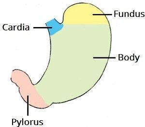 Parts-of-the-Stomach.jpg