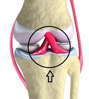 ligamentos.jpg