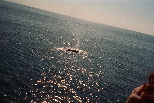 humpback whale03.JPG