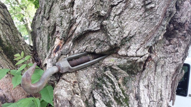 A hook end from a chain embedded half way into a tree