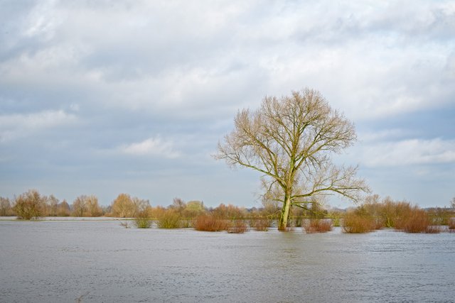 Tree on the banks of the flooded river IJssel