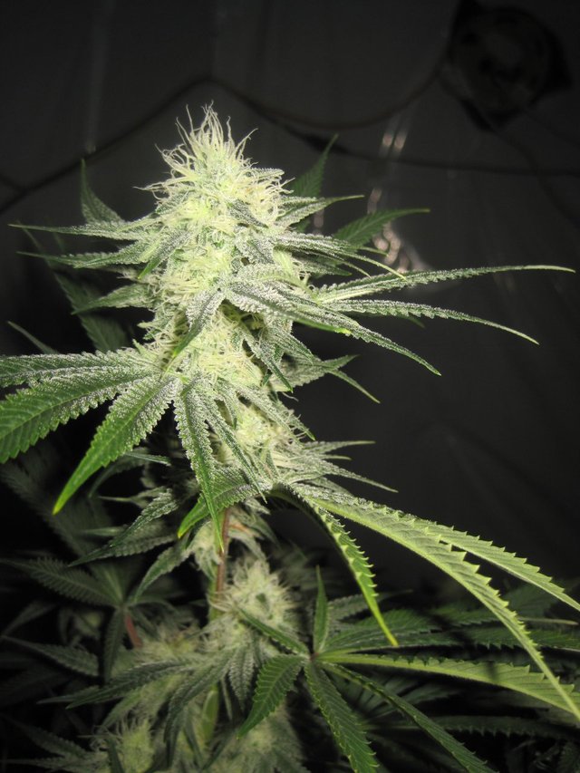 doc_bud_tangie.jpg