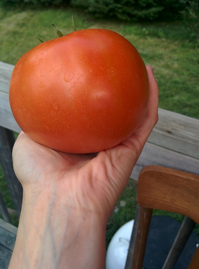 My nice tomato.jpg