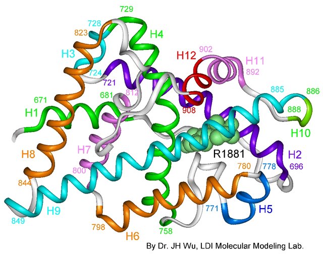 Androgen_receptor_3-d_model.jpg