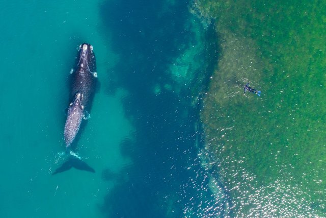 A swimmer gets (kinda) up close and personal with a whale(DroneFilmsProject Dronestagram).jpg