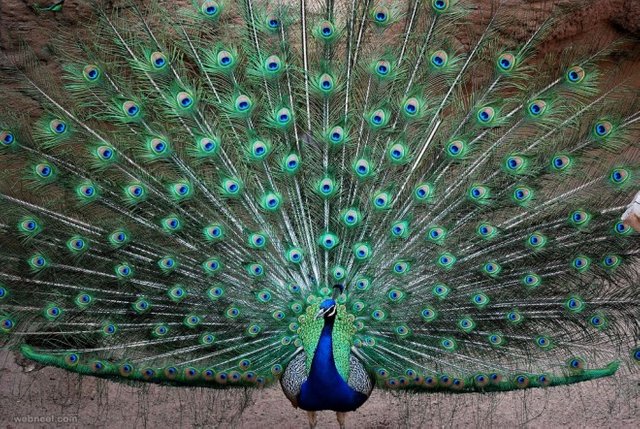 14-beautiful-peacock-feather-photo.preview.jpg