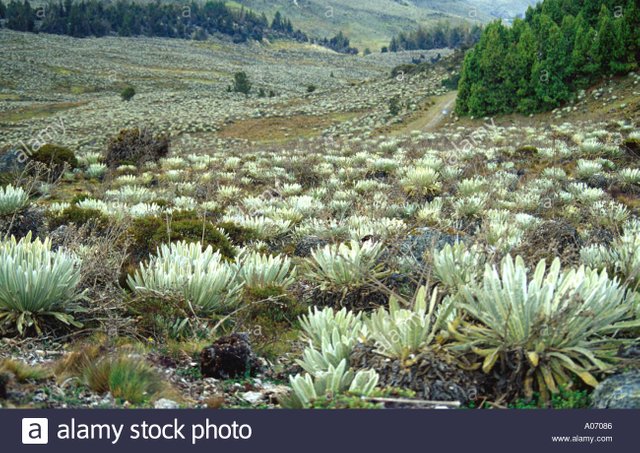frailejon-plants-in-sierra-nevada-landscape-venezuela-A07086.jpg