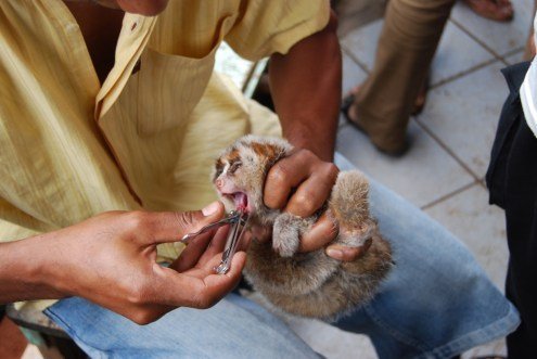 picture1-loris-having-teeth-pulled-out.jpg