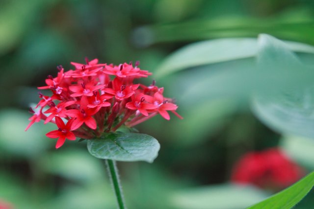 Red flowers with butterflies-1.jpg