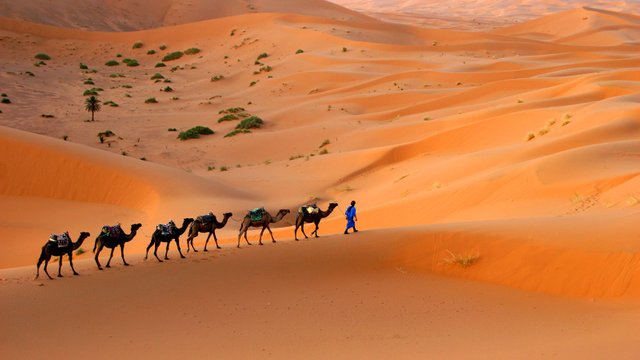 camels-large-sahara-desert.jpeg