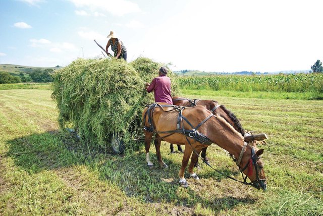 Horse Pulling Hay.jpg