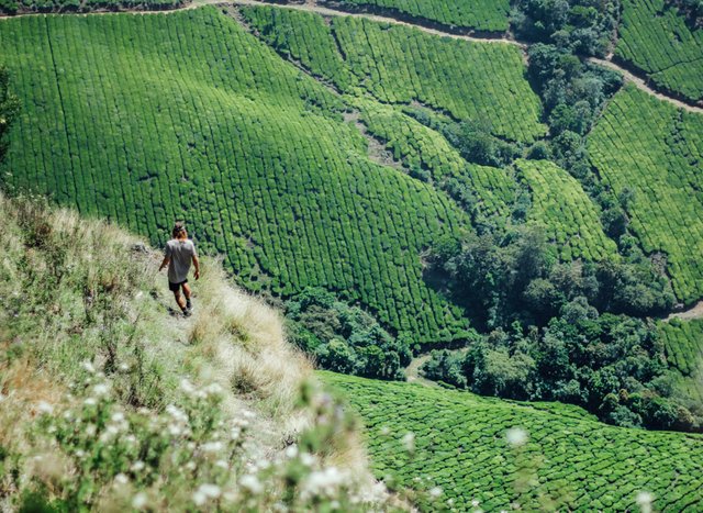 trekking-munnar-8848.jpg