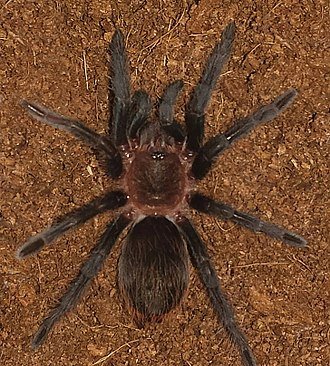 330px-Brachypelma_verdezi_2014-07-06_processed.jpg