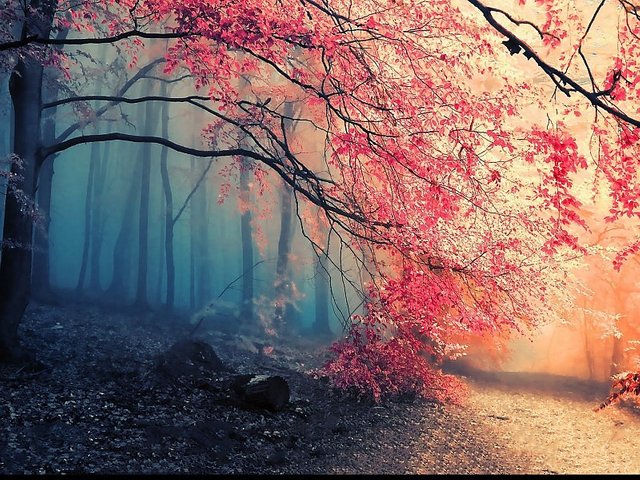 download-hd-autumn-forest-wallpaper-3581.jpg
