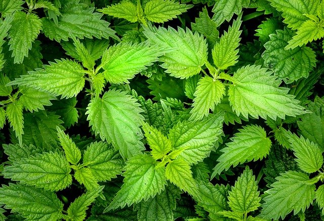 nettle-2564588_640.jpg