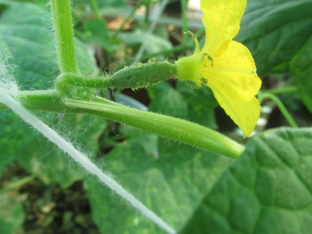 female flower of cucumber