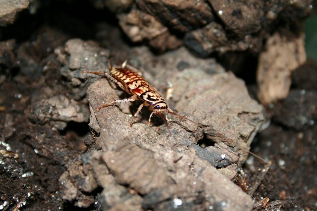 Foto_2 Neostylopyga rhombifolia.JPG