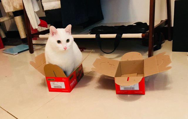 兔子in the box.jpg