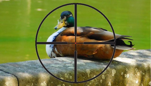 duck1.jpg