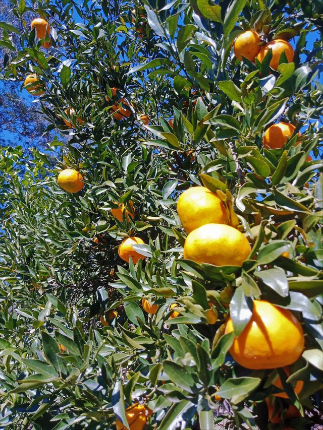 mandarinmum.jpg