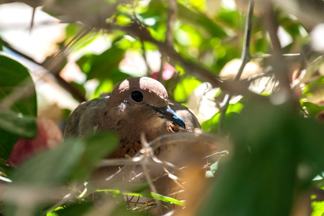 Laughing dove sitting in a nest on eggs (Spilopelia senegalensis).jpg