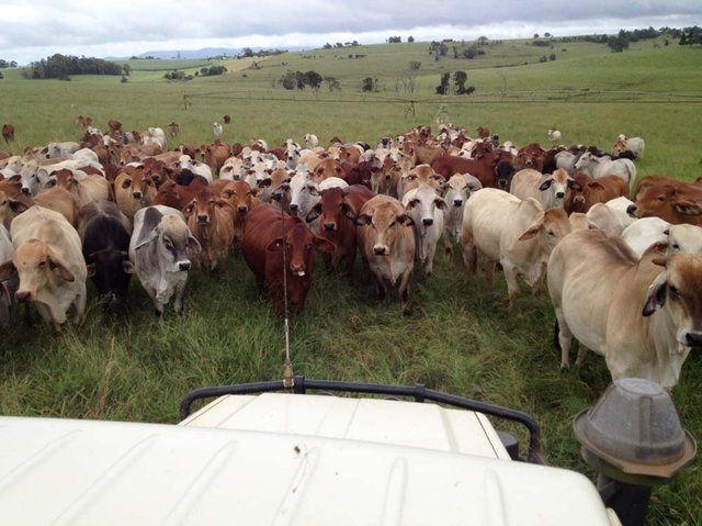 img-cows-on-a-farm-1000x749.jpg