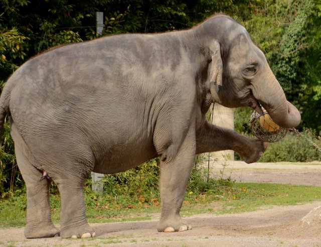 elefant1.JPG