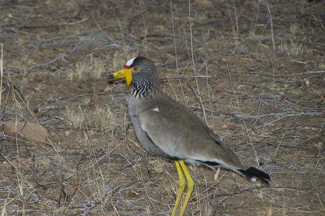 KNP Satara-Lower Sabi 2009 359.JPG