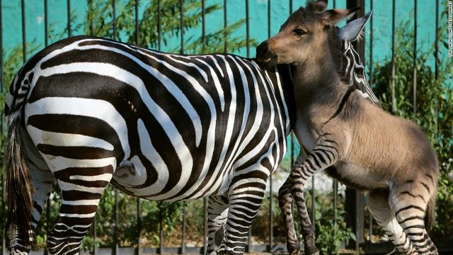 Zonkey (Zebra + Donkey).jpg