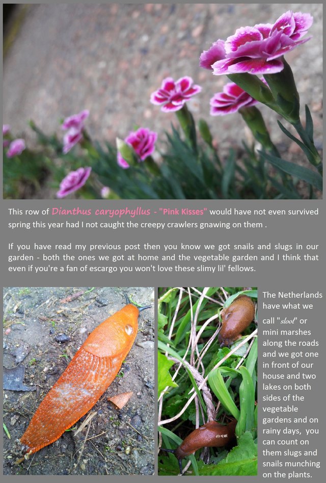 Snail And Slug Proof Your Garden Organically — Steemit