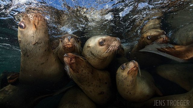 scuba_photo_contest_2017_third_place_wide_angle_scd1017_pc_21.jpg