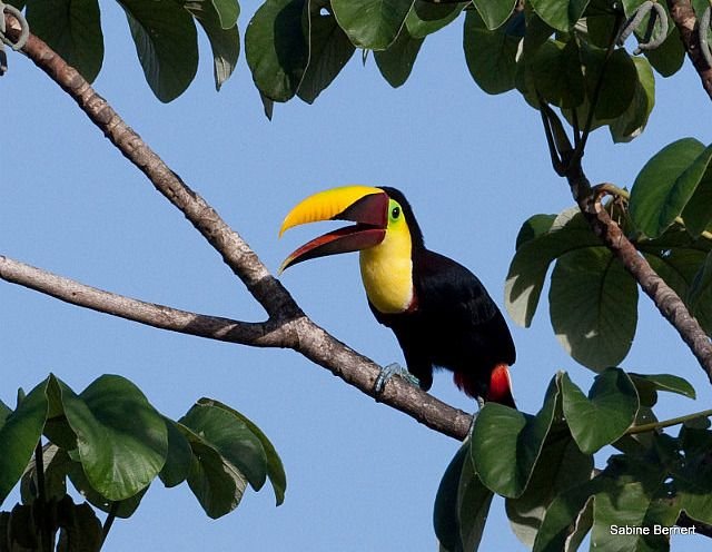 1.1417471238.toucan.jpg