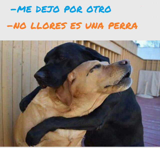 perro.png