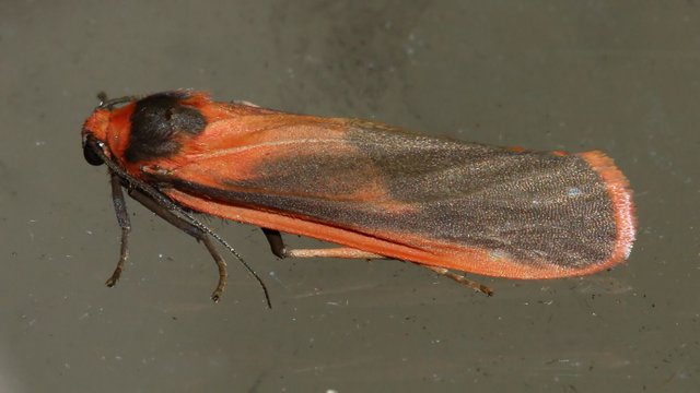 Insects Lepidoptera Arctiidae Scoliacma bicolora Red Footman MV BY Tas 2018-01-18.jpg