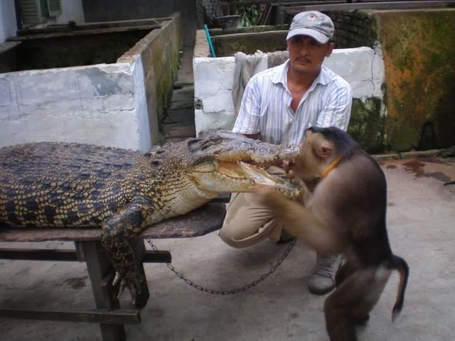 Aku Bukan Lelaki Buaya Darat I M Not A Crocodile Man Steemit