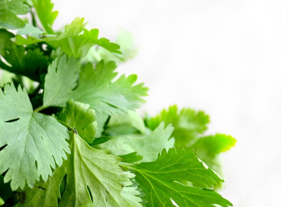 coriander.png