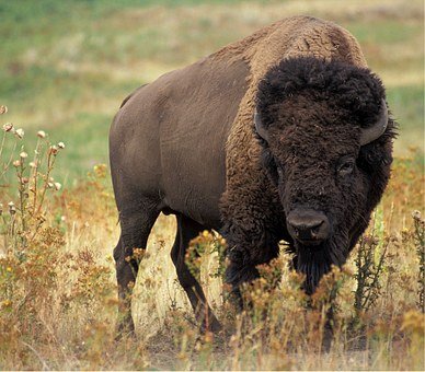 bison-526805__340.jpg