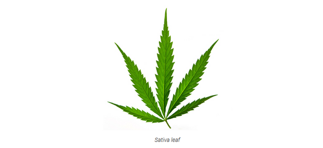 sativa leaf.PNG