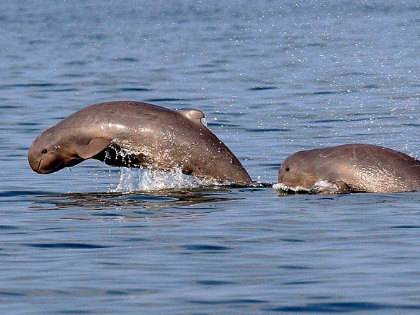 irrawaddy dolphins traveller.jpg