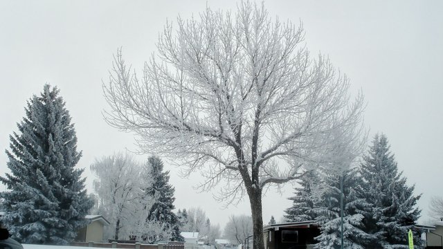 Frozen tree.jpg