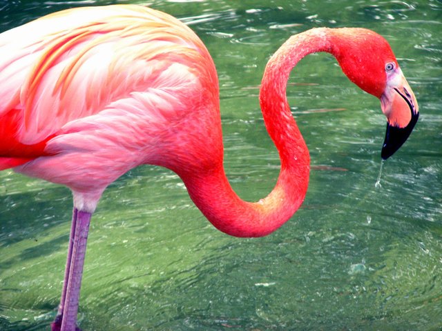 Flamingo.jpg