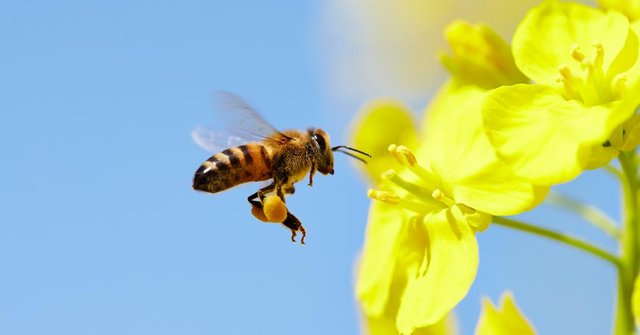 why_we_need_bees_1200x627.jpg