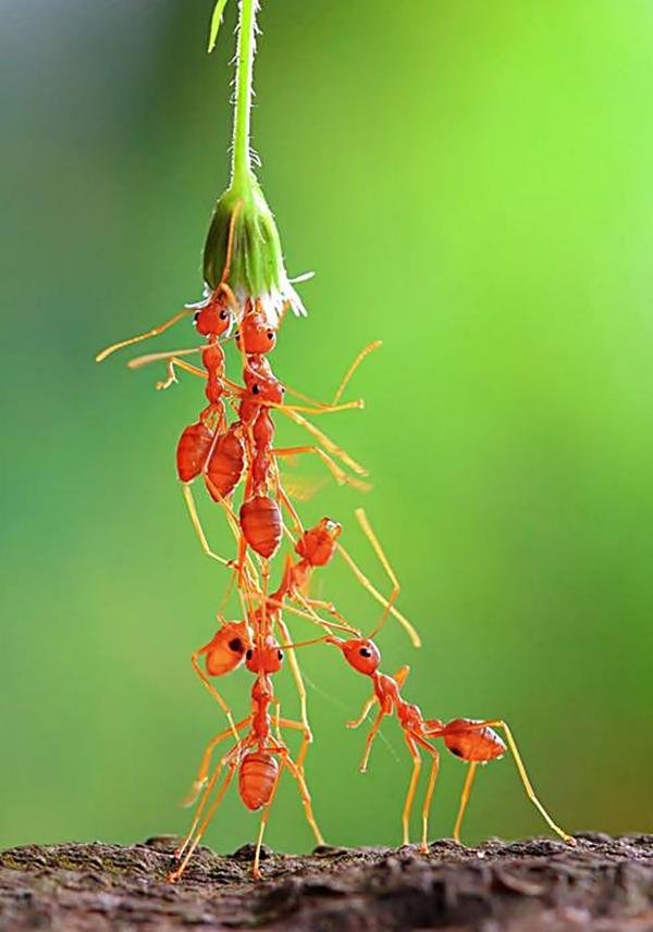 amazing-teamwork-learn-it-from-the-ants.jpg