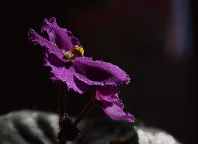 african violet purple macro.jpg