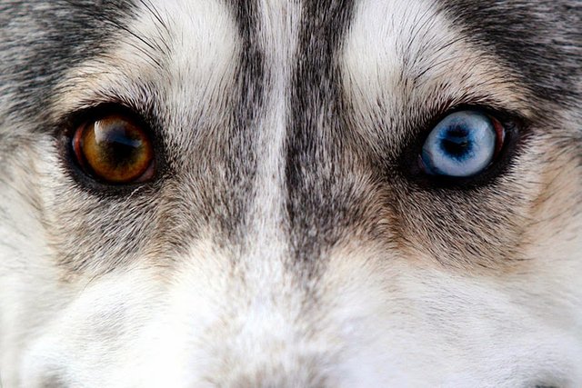 husky-eyes-keith-allen.jpg