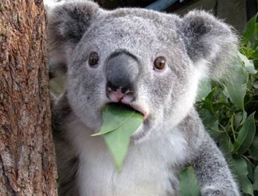 0_0_525_1_70__News_suprised-koala-eating-leaf_20120507155540.jpg