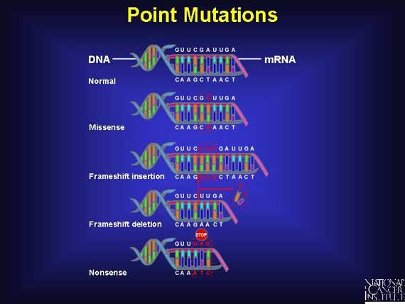 Point_Mutation.jpg