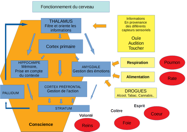 fonctionnement cerveau 2.png