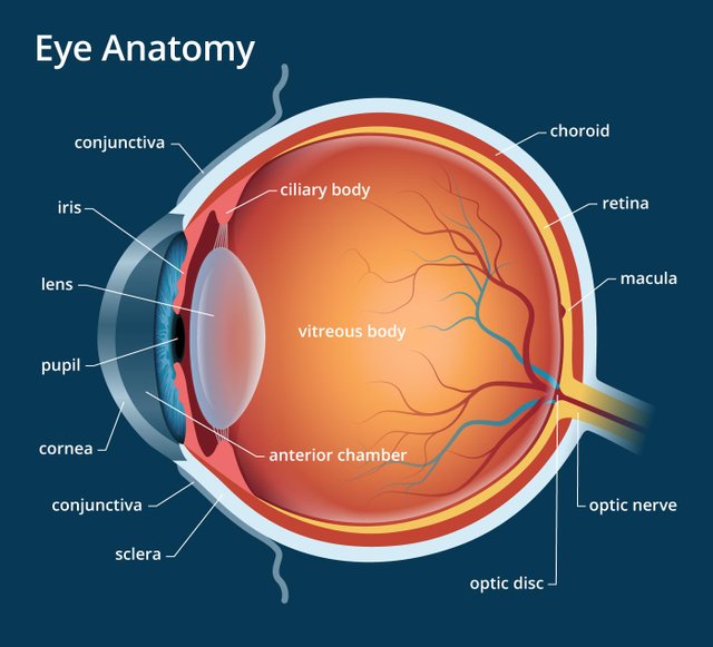 eye-anatomy-700x635@1.5x.jpg