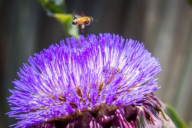purple-flower-bees-2.jpg